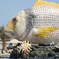 Marine Festival - Qatar
